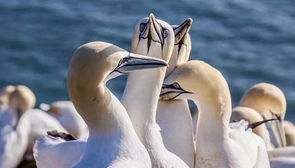 谈球吧(中国)官方网站🏆生涯第9个巡回赛冠军！弗里茨以6-3/7-6(0）击败兹韦列夫夺冠